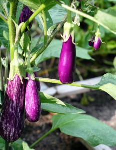 aubergine