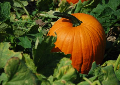 Calabaza